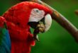 Amazonien – das Land der Papageien